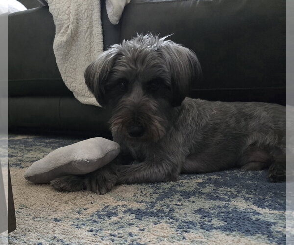 Medium Photo #2 Mutt Puppy For Sale in Rosenberg, TX, USA