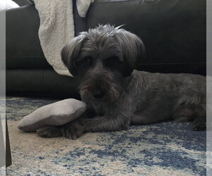 Ollie - Male Mutt Dog for Adoption - Photo #2