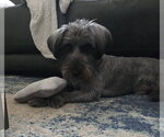 Small Photo #2 Mutt Puppy For Sale in Rosenberg, TX, USA