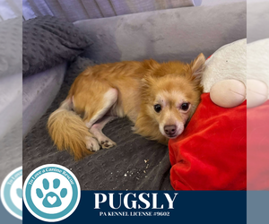 Chiranian Dogs for adoption in Kimberton, PA, USA