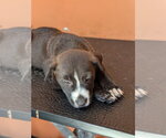 Small #3 Labrador Retriever