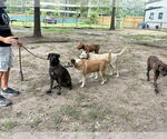 Small #6 Neapolitan Mastiff Mix