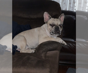French Bulldog Puppy for sale in HIALEAH, FL, USA