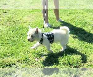 Mother of the West Highland White Terrier puppies born on 05/27/2026