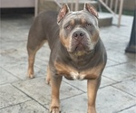 Small Photo #1 American Bully Puppy For Sale in NEW BALTIMORE, MI, USA