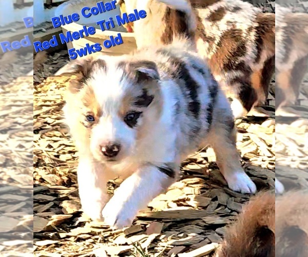 Medium Photo #5 Border Collie Puppy For Sale in BYBEE, TN, USA