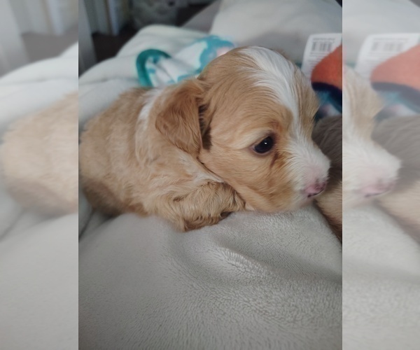 Medium Photo #3 Maltipoo (Miniature) Puppy For Sale in SAN ANTONIO, TX, USA
