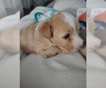 Small #2 Maltipoo (Miniature)