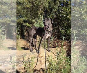 Great Dane Dogs for adoption in Woodland, CA, USA
