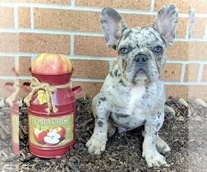 French Bulldog Puppy for sale in HEATH, OH, USA