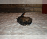 Small Photo #3 Shih Tzu Puppy For Sale in FRESNO, CA, USA