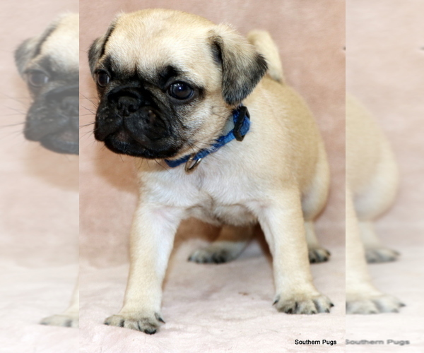 Medium Photo #6 Pug Puppy For Sale in WINNSBORO, TX, USA