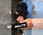 Small Photo #8 Labradoodle Puppy For Sale in STATESBORO, GA, USA