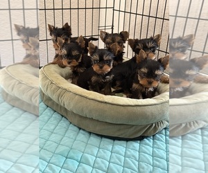 Yorkshire Terrier Puppy for sale in RANCHO BERNARDO, CA, USA