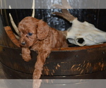 Puppy Taylor Cavapoo