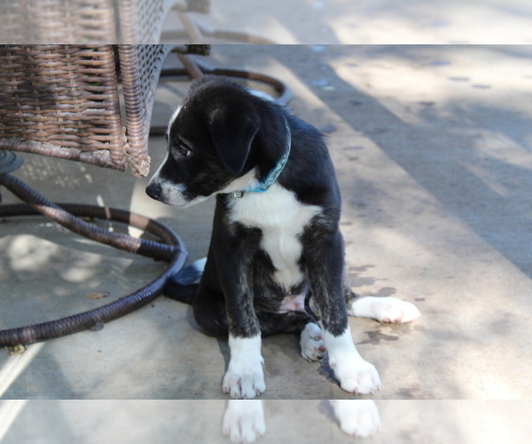 Medium Photo #3 Border Collie Puppy For Sale in OSCEOLA, MO, USA