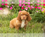 Small #1 Cocker Spaniel