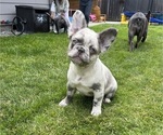 Puppy Ivy French Bulldog