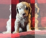 Small Photo #8 Labradoodle Puppy For Sale in LEXINGTON, GA, USA