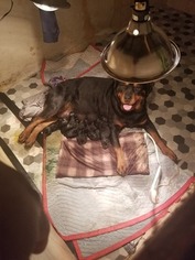 Rottweiler Puppy for sale in MORGANTOWN, PA, USA