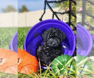 Goldendoodle-Poodle (Toy) Mix Puppy for sale in CLEARFIELD, UT, USA