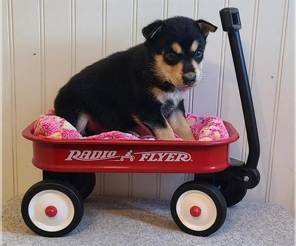 Medium Photo #1 Mutt Puppy For Sale in Camarillo, CA, USA