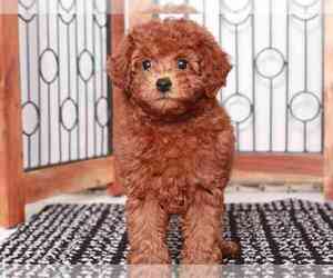 Poodle (Miniature) Puppy for sale in NAPLES, FL, USA