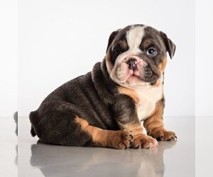 Bulldog Puppy for sale in MANHATTAN, NY, USA