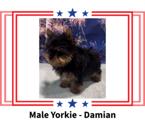 Yorkshire Terrier Puppy for sale in AZLE, TX, USA