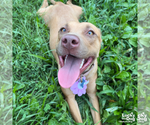 Small #6 Labrador Retriever Mix