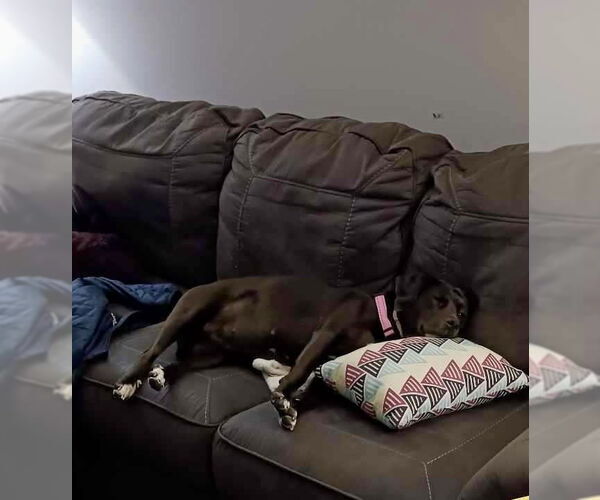 Medium Photo #4 Labrador Retriever-Unknown Mix Puppy For Sale in Brewster, NY, USA