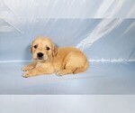 Small #3 Golden Retriever