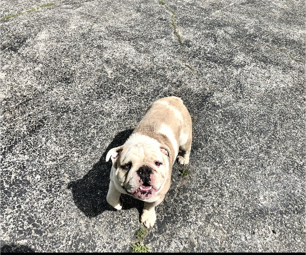 Medium Photo #1 English Bulldog Puppy For Sale in WYTHEVILLE, VA, USA