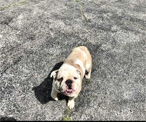 Father of the English Bulldog puppies born on 12/02/2022