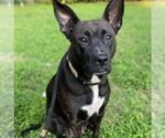 Small #4 American Staffordshire Terrier Mix