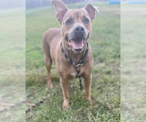 Bullboxer Pit Dogs for adoption in Louisville, KY, USA