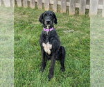Sirius - Male Mutt Dog for Adoption - Small photo