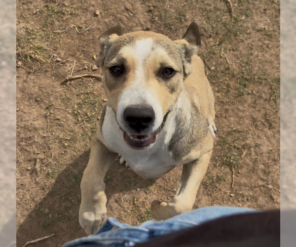 Medium Photo #1 Mutt Puppy For Sale in Amarillo, TX, USA