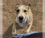 Sable - Female Mutt Dog for Adoption - Small photo