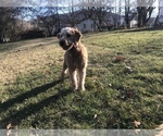 Small Photo #1 Goldendoodle-Irish Doodle Mix Puppy For Sale in N HIGHLANDS, CA, USA