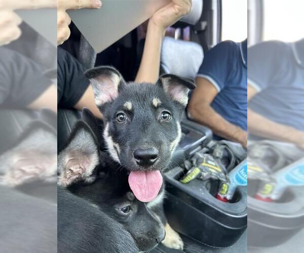 Medium Photo #1 German Shepherd Dog Puppy For Sale in San Antonio, TX, USA
