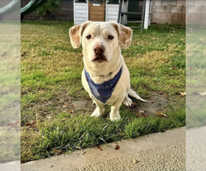 Labrador Retriever-Unknown Mix Dogs for adoption in Studio City, CA, USA