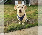 Small Photo #1 Labrador Retriever-Unknown Mix Puppy For Sale in Studio City, CA, USA