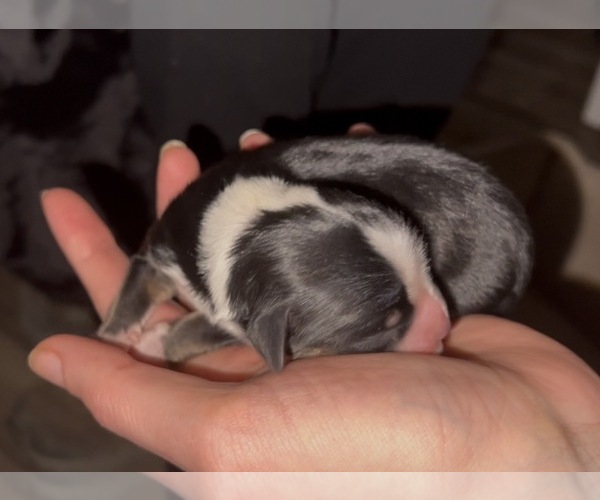 Medium Photo #1 Miniature Australian Shepherd Puppy For Sale in LONGVIEW, WA, USA