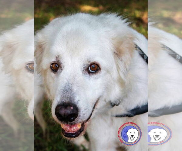 Medium Photo #1 Great Pyrenees Puppy For Sale in Spring, TX, USA