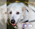 Small Great Pyrenees