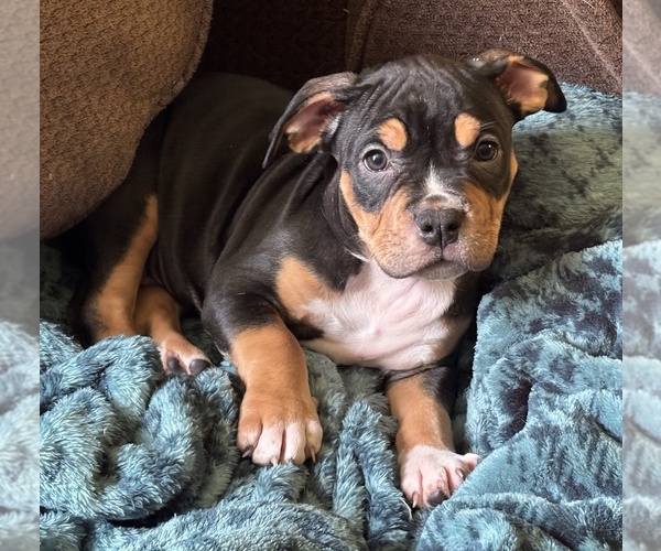 Medium Photo #4 American Bully Puppy For Sale in VILLA RICA, GA, USA