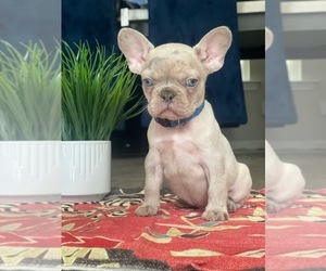 French Bulldog Puppy for sale in POWDER SPRINGS, GA, USA