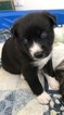 Small Photo #5 Pomsky Puppy For Sale in MIDDLETOWN, OH, USA