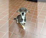 Small Labrador Retriever Mix